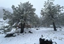 Se registró la segunda nevada de la temporada invernal, en la cima del Cofre de Perote