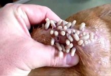 Gobierno federal declara Emergencia Nacional de Sanidad Animal por gusano barrenador