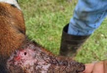 Suspenden movilización de ganado del sur de Veracruz a Nuevo León