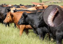 Detectan nuevo caso de gusano barrenador en Nuevo León; ahora en Montemorelos