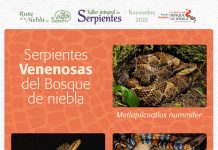 Todo un éxito fue el taller sobre serpientes en Coatepec