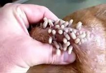 Extreman medidas ante el aumento del gusano barrenador; propietarios de animales deben informar «gusaneras» a Senasica de inmediato