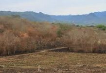 Poca probabilidad de lluvias en los próximos siete días en el estado de Veracruz
