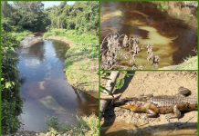 ¡Ecocidio!: Nuevo derrame de Pemex en arroyo Totolapa, en Tihuatlán, está afectando a fauna como cocodrilos, peces, crustáceos y aves