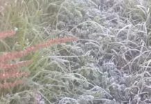 Reportó Conagua -6 grados en Zalayeta, Perote, la madrugada del miércoles 7 de enero; 4.8 grados en Xalapa