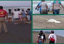 Hallan segundo cuerpo de joven ahogado en playa de Tecolutla; los occisos eran hermanos