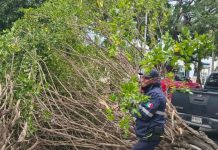 Reportan caída de árboles y semáforos dañados en la zona conurbada Veracruz-Boca del Río por nortazo