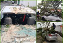 Reportan rachas de casi 100 kilómetros por hora en el puerto de Veracruz; árbol cae sobre auto