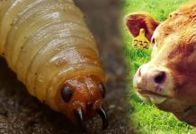 Gobierno federal confirma aumento de 500 nuevos casos de gusano barrenador en una semana; Veracruz, en tercer lugar de incremento de brotes