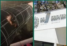 Perros callejeros adoptados por Sesver atacan a trabajadora de la dependencia