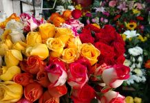 VIDEO / Por heladas, precio de flores aumentó hasta en un 50%