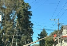 Árboles caídos y una lámina desprendida de puente de plaza Américas, los estragos por nortazo en Xalapa