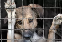 VIDEO / No cesa maltrato animal en Xalapa; Fiscalía rara vez atiende reportes